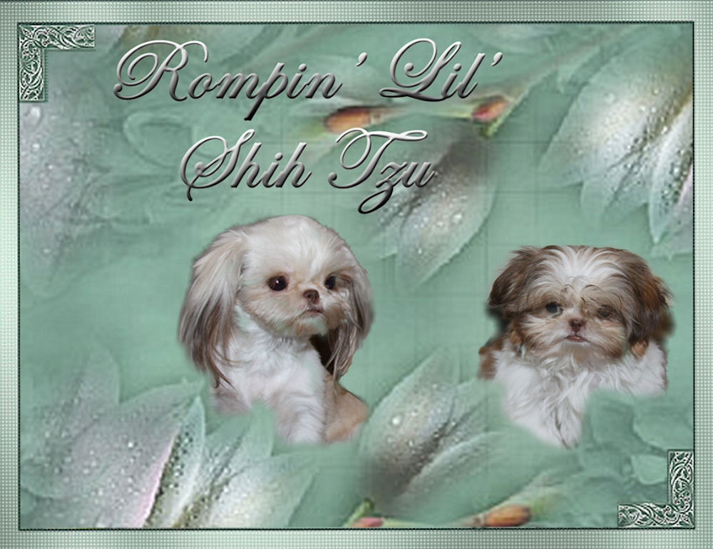 Chinese Imperial Shih Tzu Cinnamon as an adult and a puppy