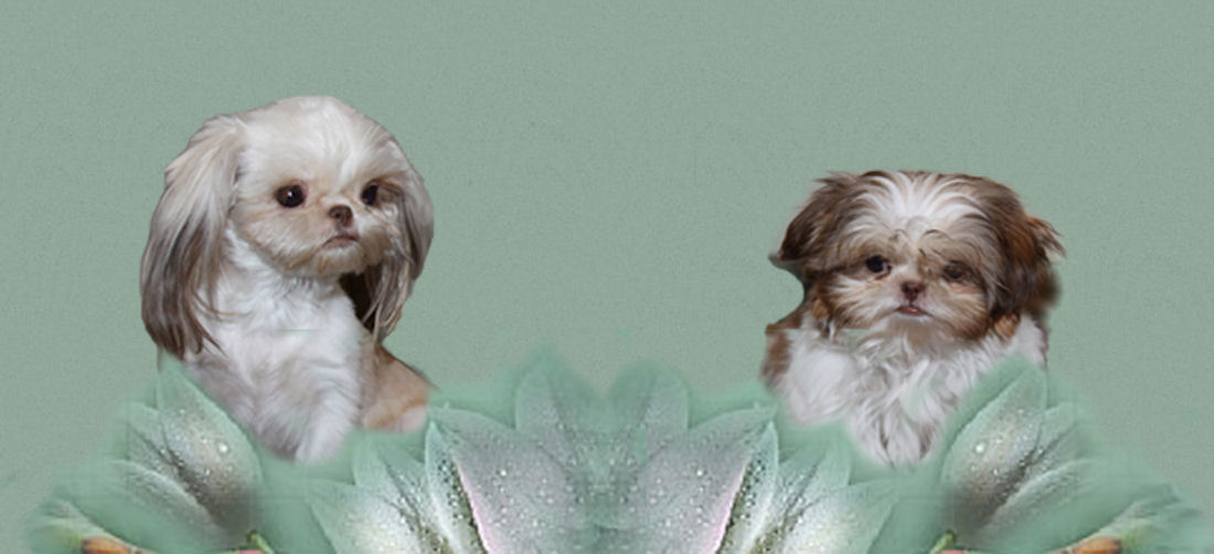 Cinnamon as an adult and as a puppy - Imperial Shih Tzu puppies