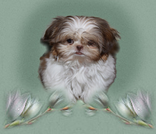 Chinese Imperial Shih Tzu, we have adorable tiny Imperial puppies for sale