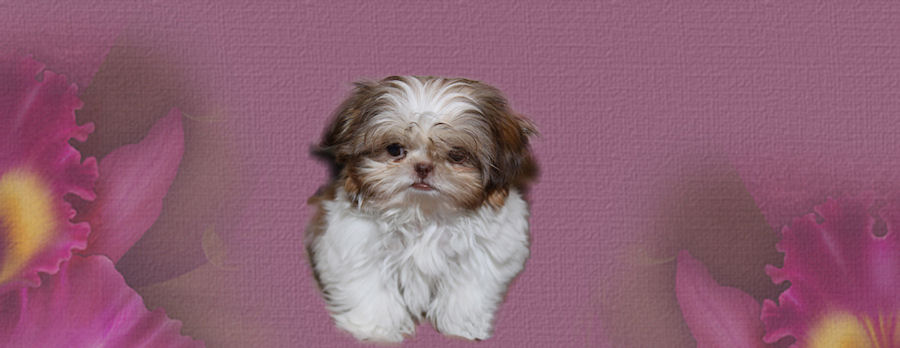 Rompin' Lil' Shih Tzu - Chinese Imperial