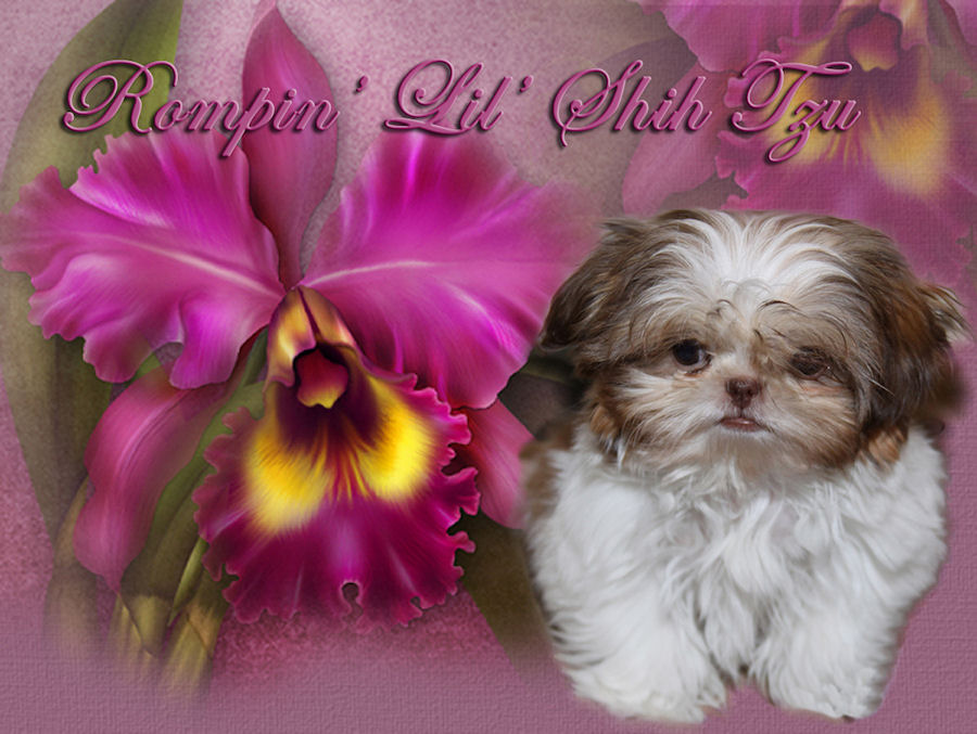 Rompin' Lil' Shih Tzu - Chinese Imperial