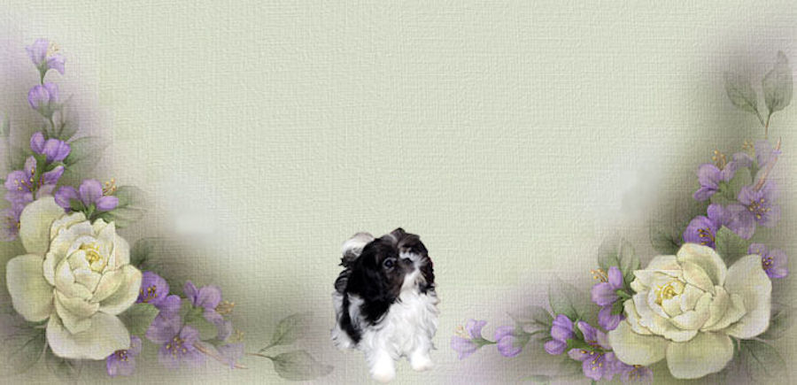 Rompin Lil Chinese Imperial Shih Tzu puppies for sale