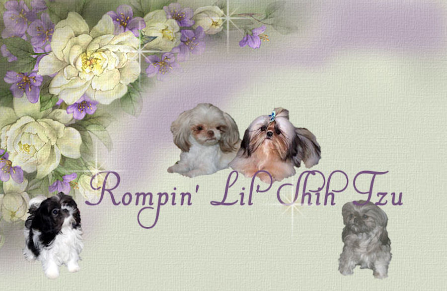 Rompin Lil Chinese Imperial Shih Tzu puppies for sale