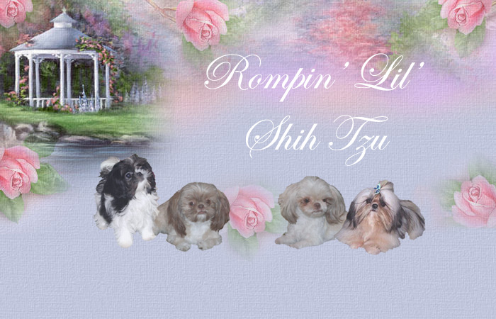 Specializing in AKC Imperial Shih Tzu puppies ranging from imperial 4-6 lbs puppies up to tiny 6-9 lbs. We have champion blood lines in some of our little ones