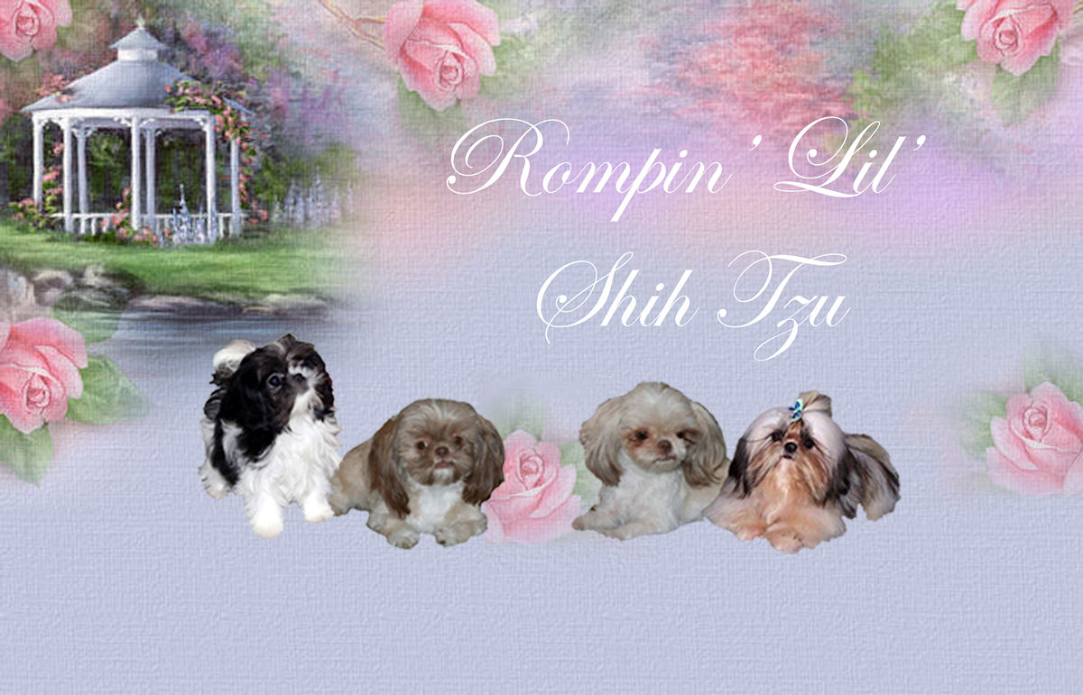 Specializing in AKC & CIDRA Chinese Imperial Shih Tzu puppies ranging from imperial 3-6 lbs puppies up to tiny 6-9 lbs. We have champion blood lines in some of our little ones