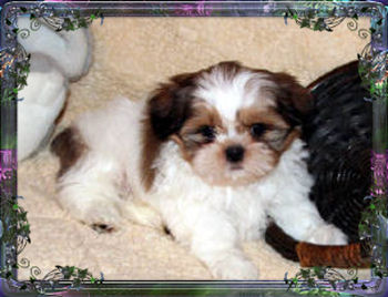 Dexter-soldmales.jpg - 26849 Bytes