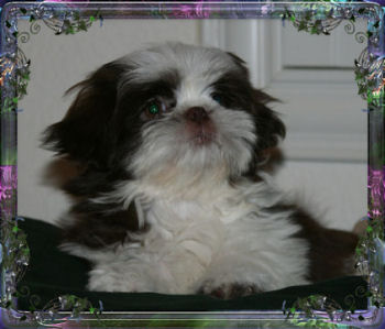 Kaluah Tiny Imperial Shih Tzu female
