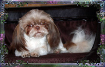 Katie imperial shih tzu