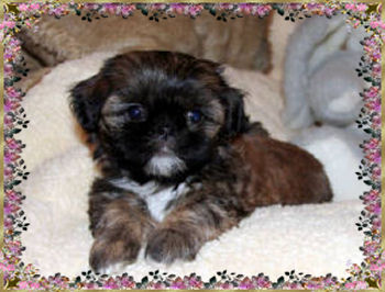 Lila.jpg - 42310 Bytes