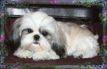 Savannah imperial shih tzu