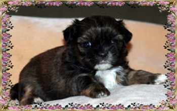 Gracie female shih tzu