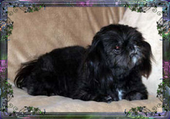 ashland imperial shih tzu