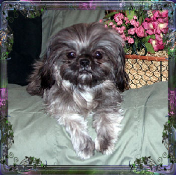 bitsy imperial shih tzu
