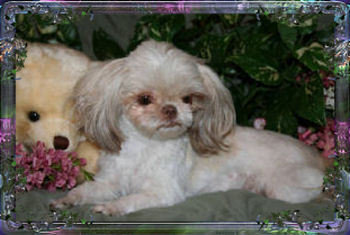 cali imperial shih tzu