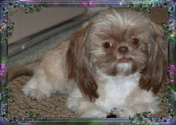 cheyenne imperial shih tzu