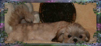 holly imperial shih tzu Debbie Jensen