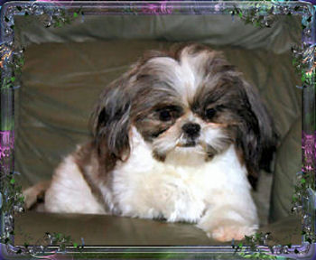 morgan jofin imperial shih tzu