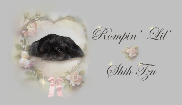 AKC pedigree Chinese Imperial Shih Tzu