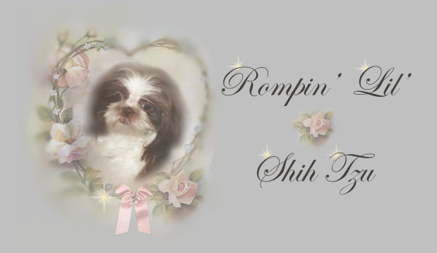 AKC pedigree Chinese Imperial Shih Tzu
