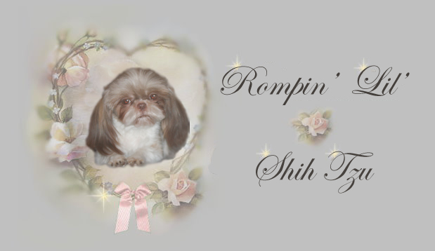 AKC pedigree Chinese Imperial Shih Tzu