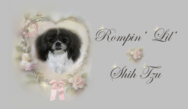 Tiny Imperial Shih Tzu Macy pedigree