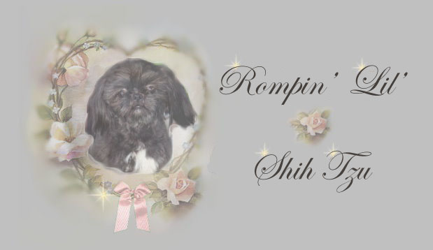 chip imperial shih tzu male