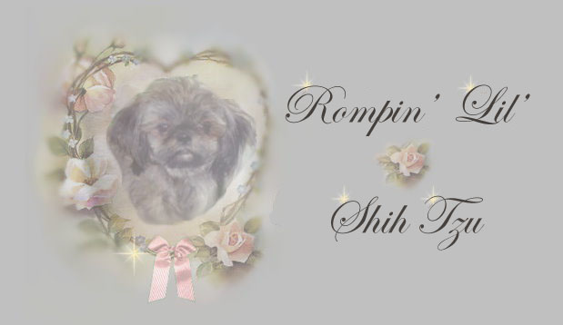 jersey imperial shih tzu male pedigree