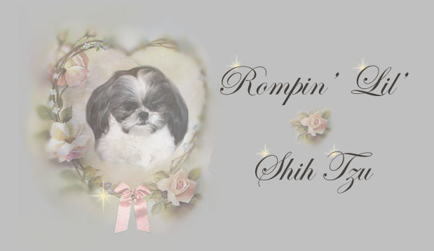 morgan Imperial Shih Tzu female