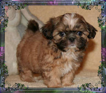 Imperial+shih+tzu+puppies+for+sale+in+ky