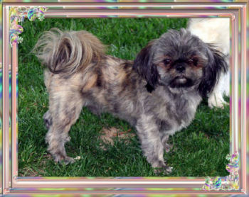 stud_jersey-imperial shih tzu studs