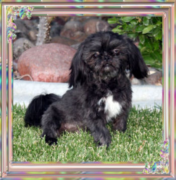 studs_chip-imperial shih tzu studs