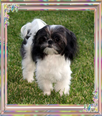 studs_logan-imperial shih tzu studs