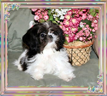 studs_loganpup-tiny imperial shih tzu studs