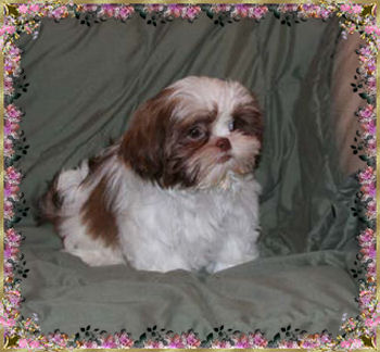 Imperial Shih-Tzu Susie