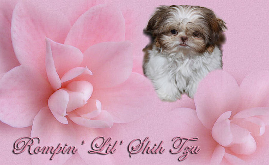 Chinese Imperial Shih Tzu puppy information