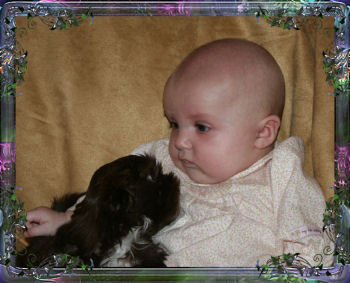 future tiny chinese imperial shih tzu breeder, and my grand daughter Elizabeth. We have several Imperial puppies for sale through out the year with AKC champion linage